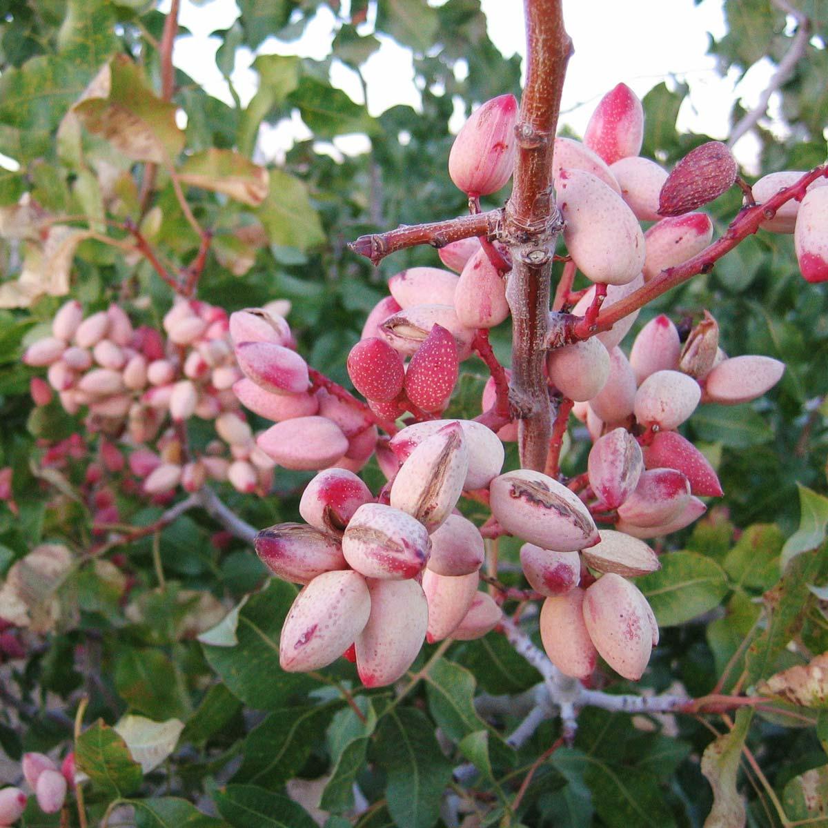 Pistachio peeled