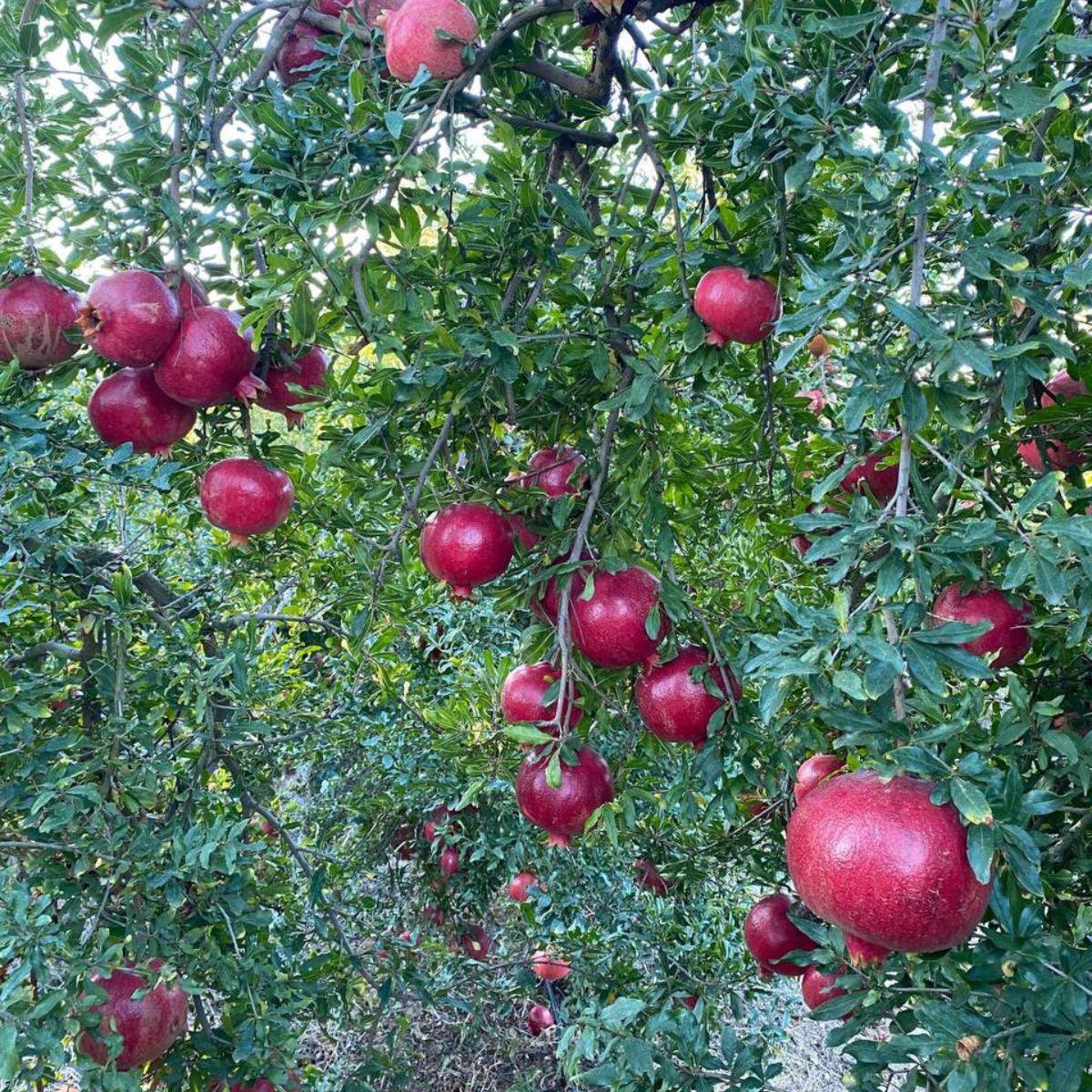 Granatapfel Hicaz