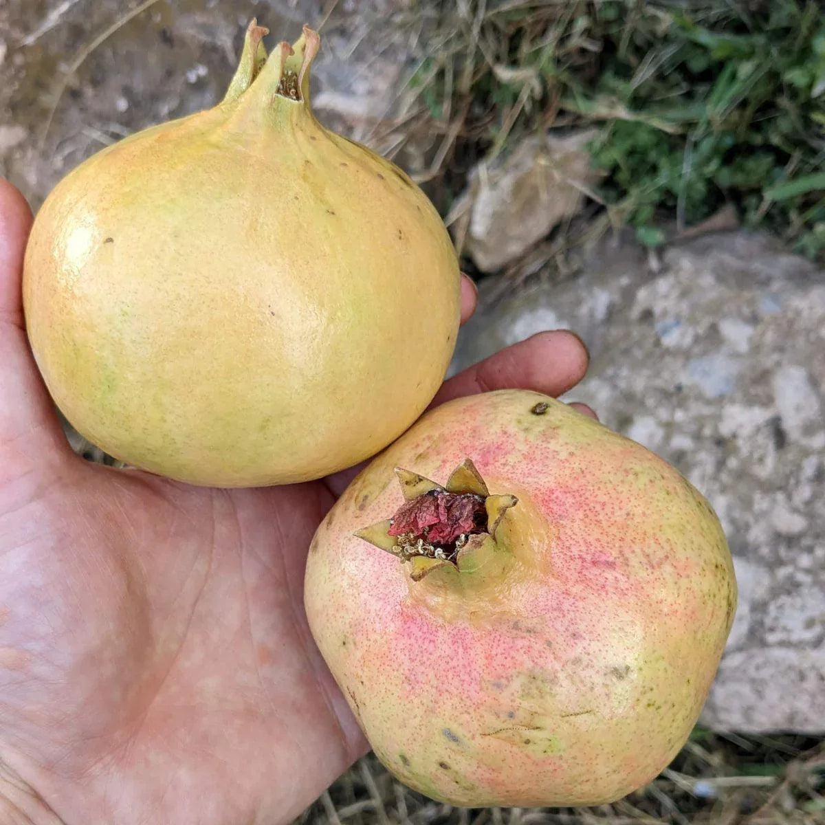 Granatapfel Mollar direct