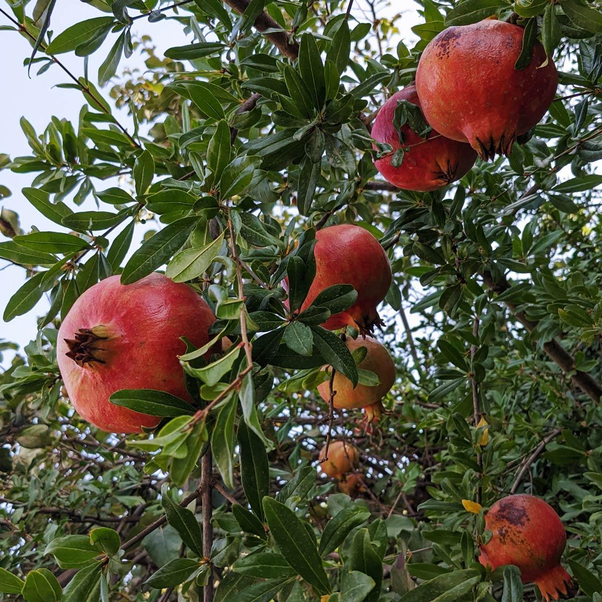 Granatapfel Ruby