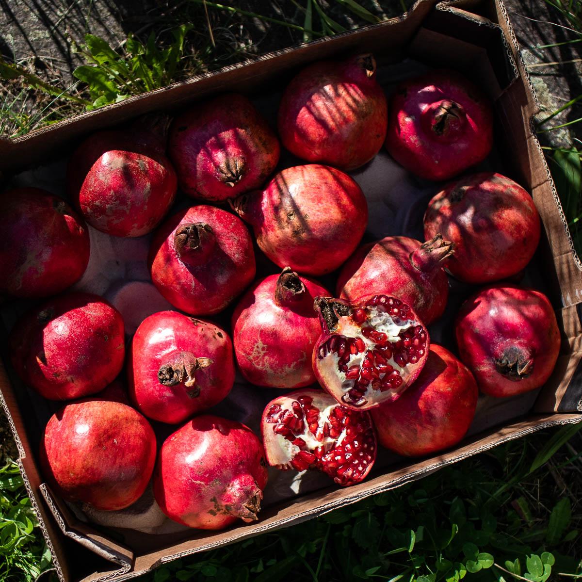 Granatapfel Ruby