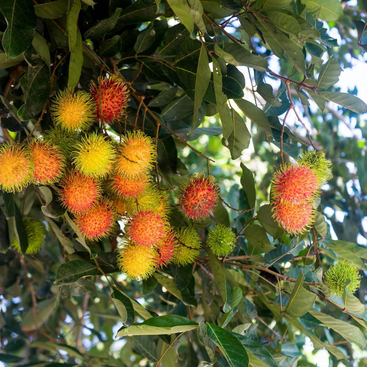 Rambutan