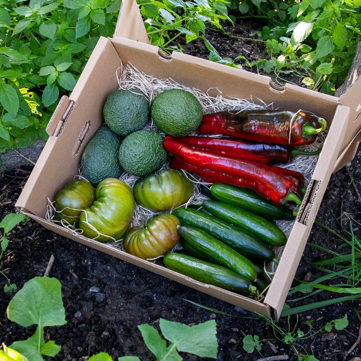 Salatbox mit Avocado und Gemüse