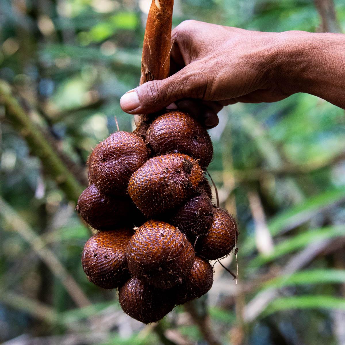 Salak Honey