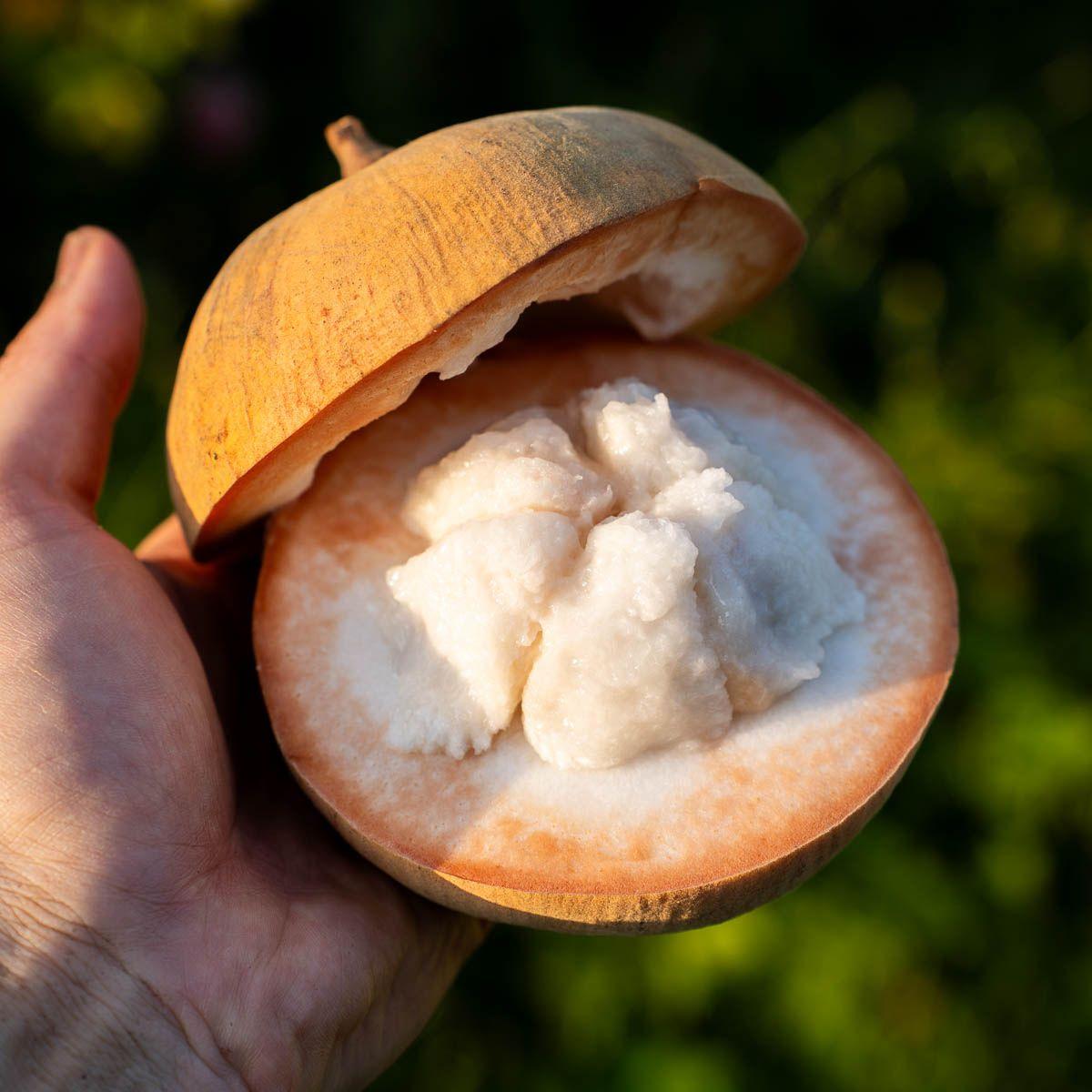 Santol