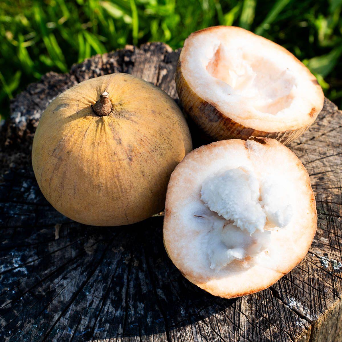 Santol