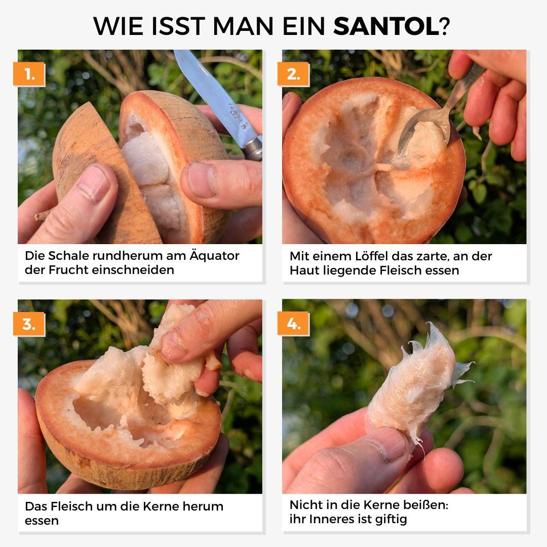 Santol