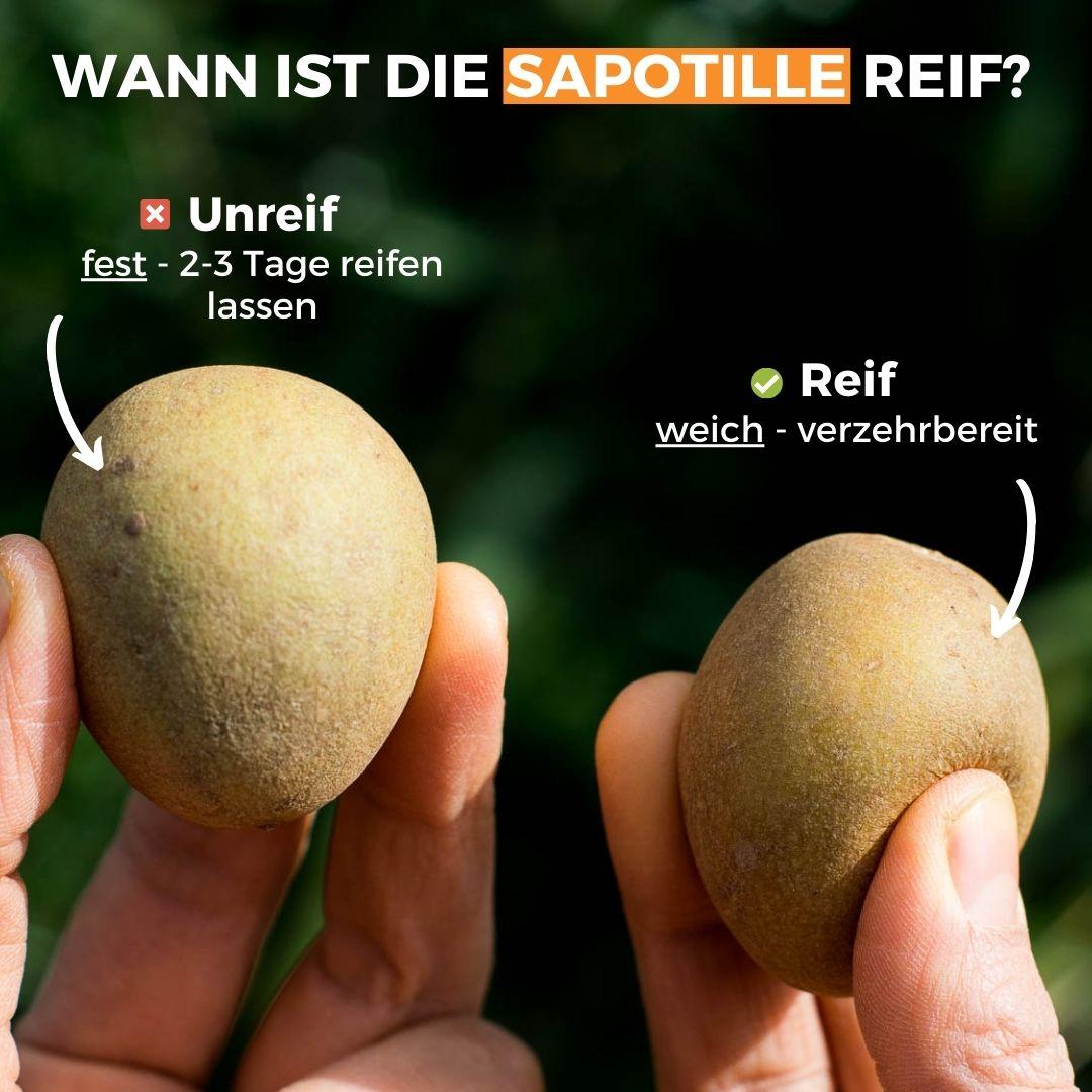 Sapodilla Malay