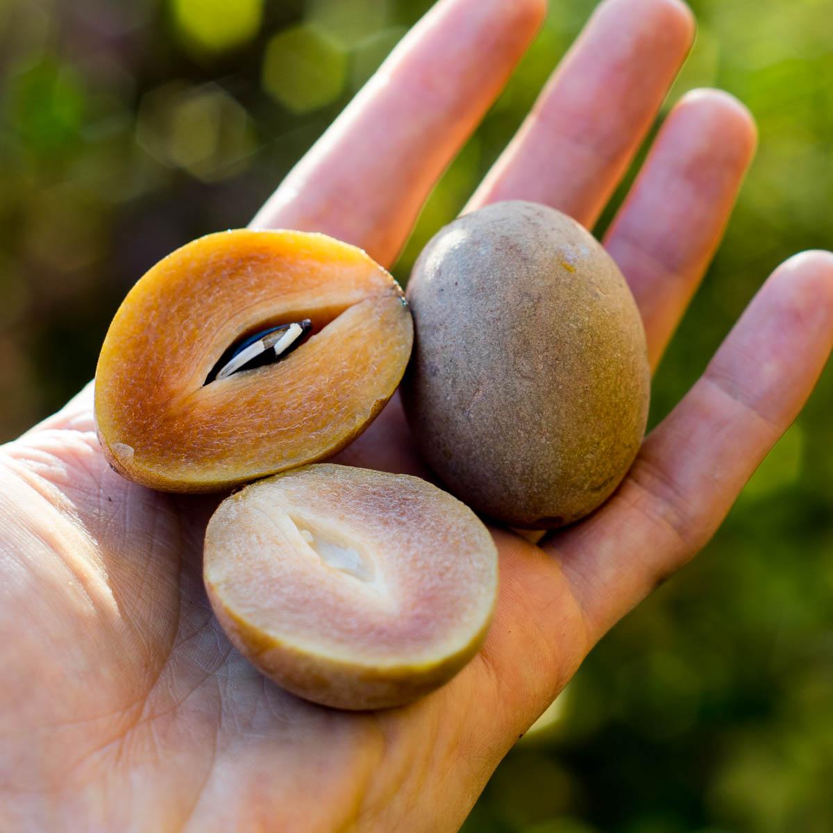 Sapodilla