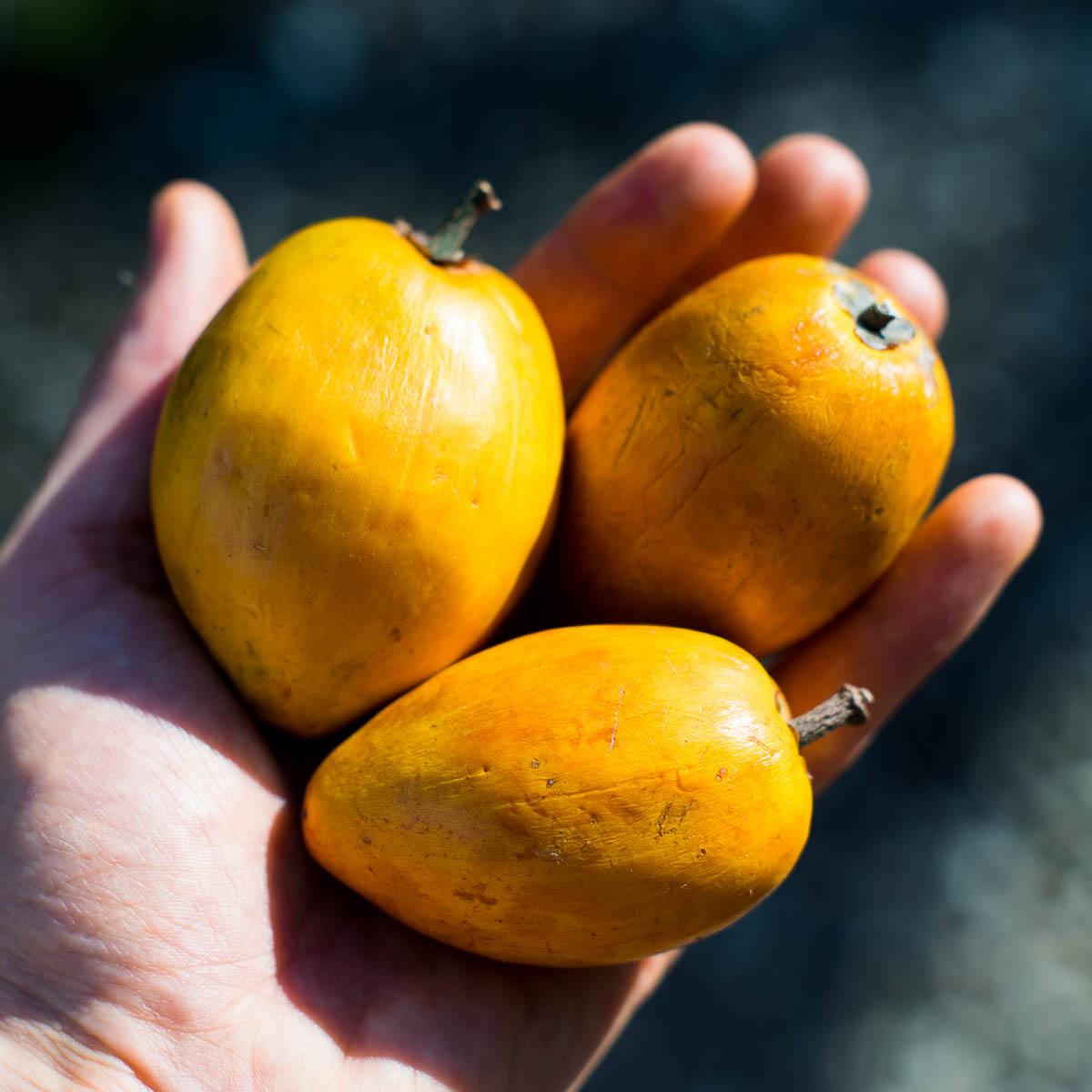 Sapote Amarillo