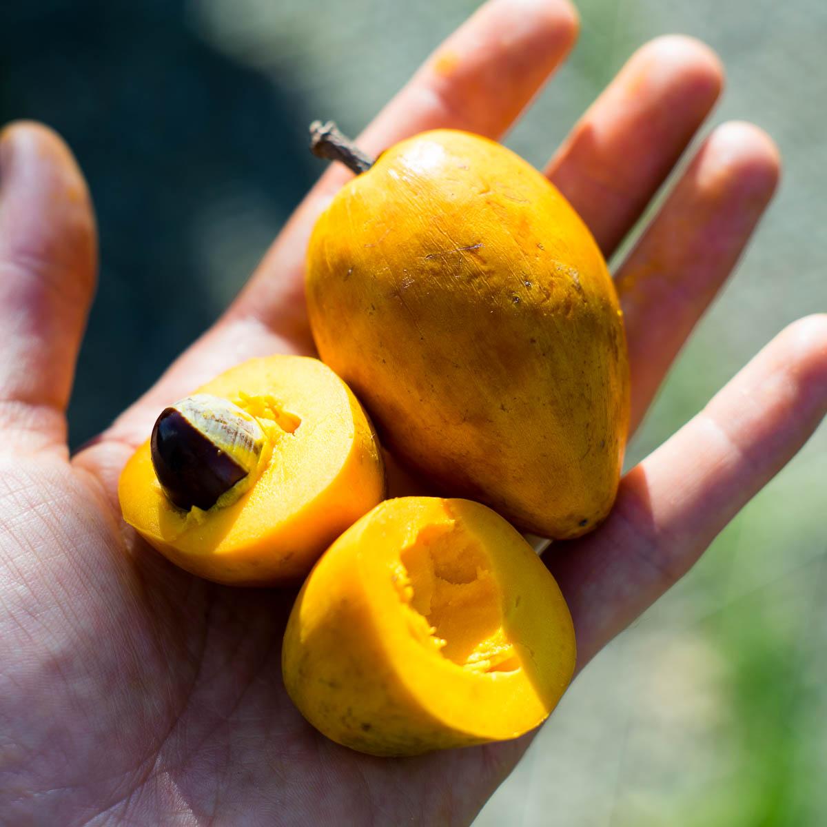 Sapote Amarillo