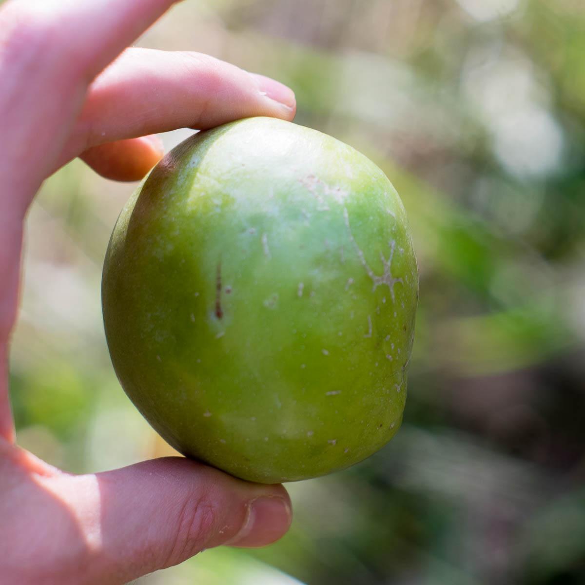 Sapote Blanco