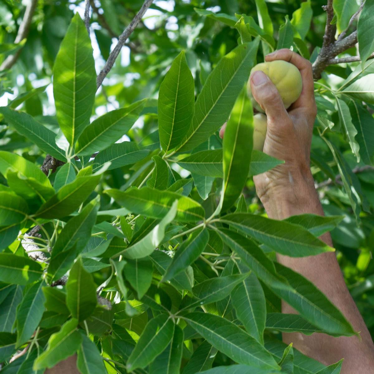 Sapote Blanco