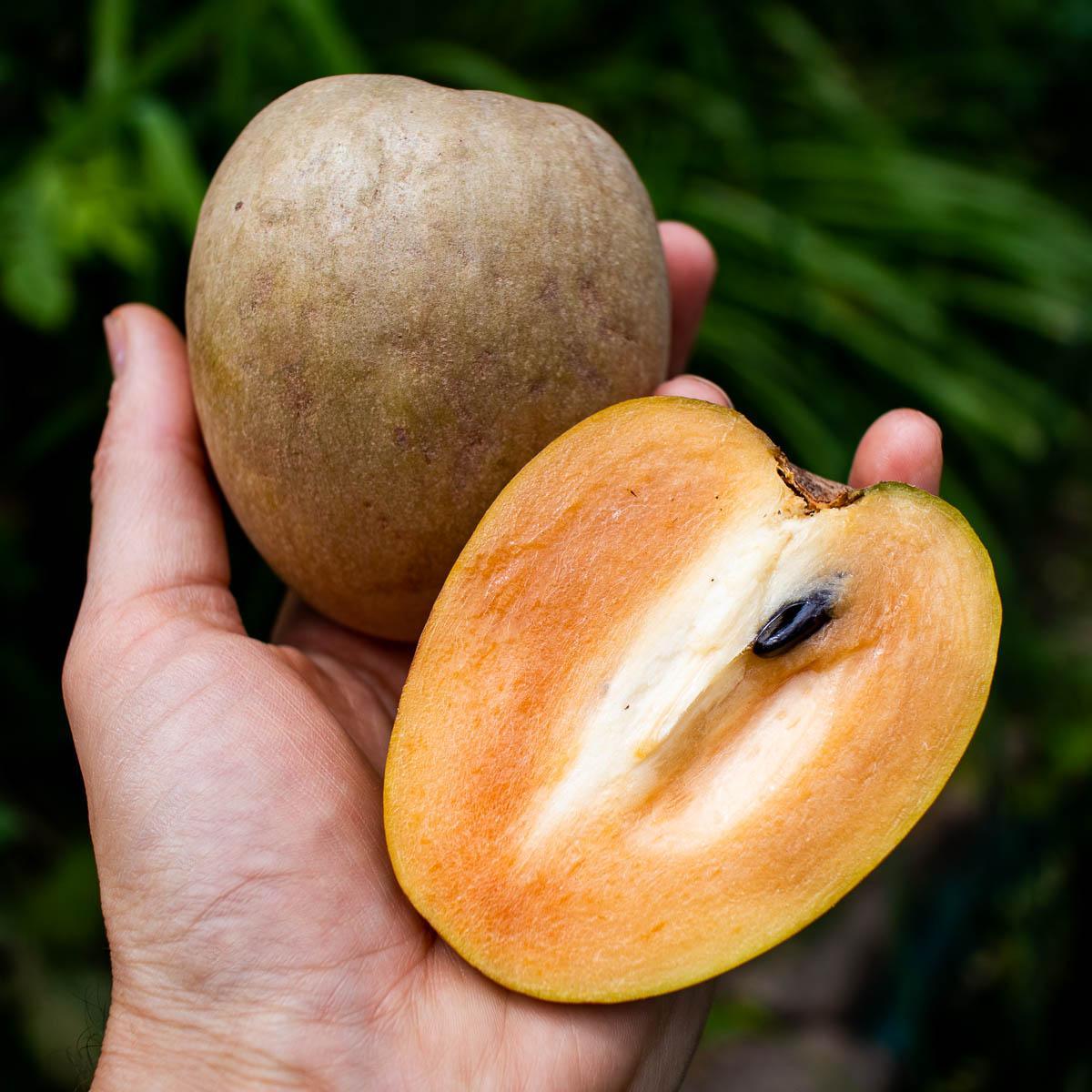 Sapote Chico