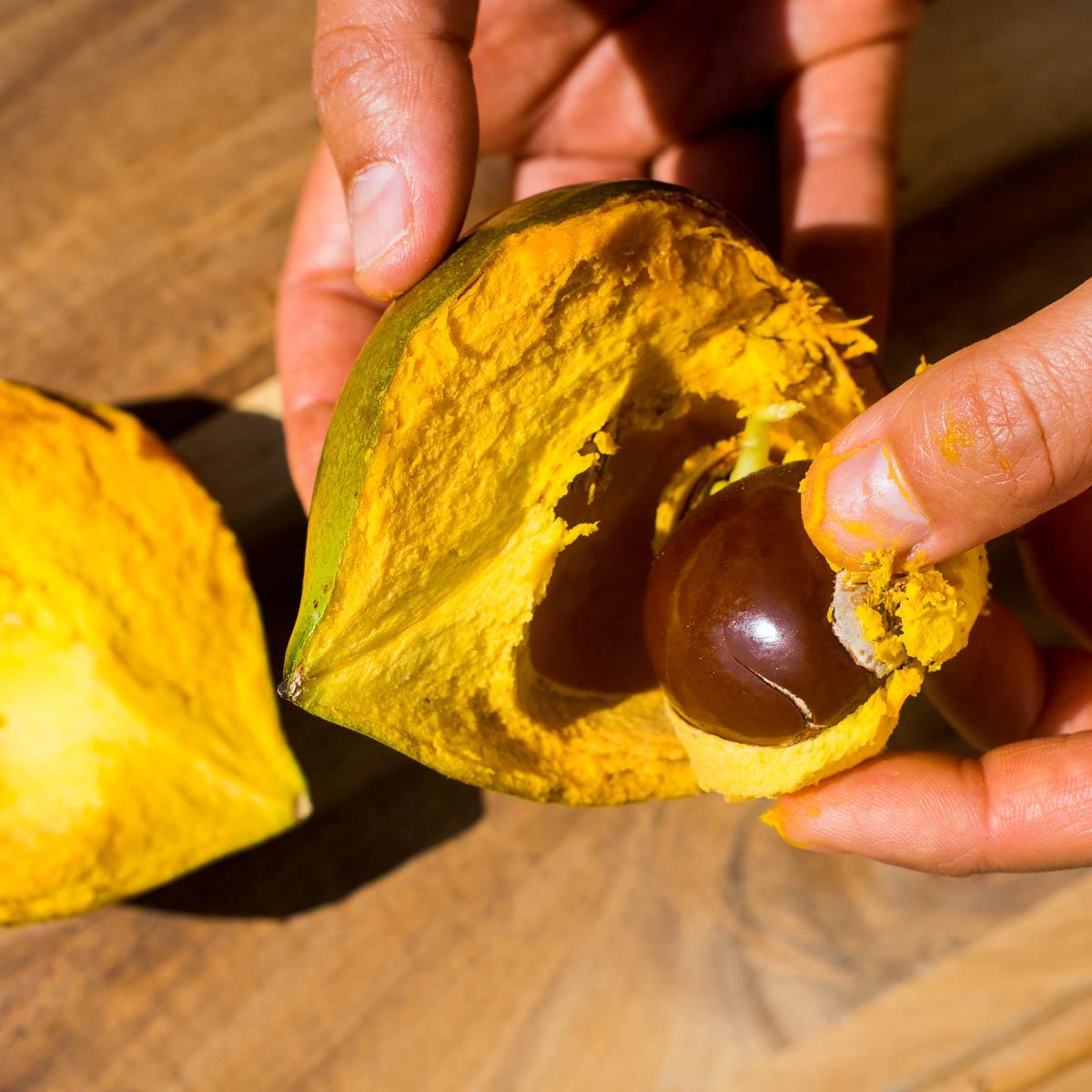 Sapote Lucuma