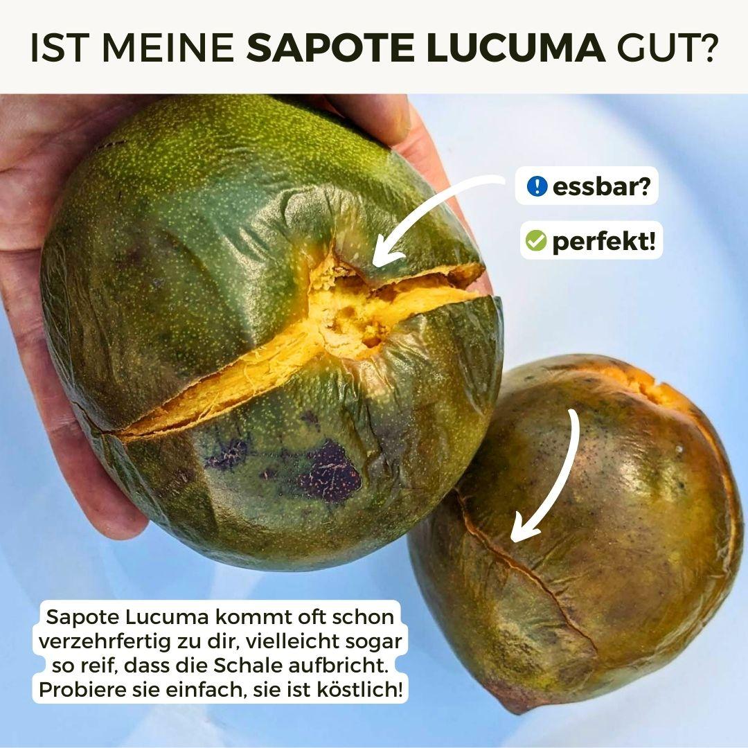 Sapote Lucuma