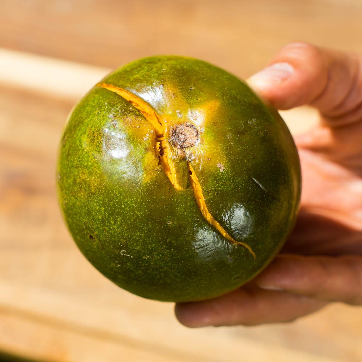 Sapote Lucuma
