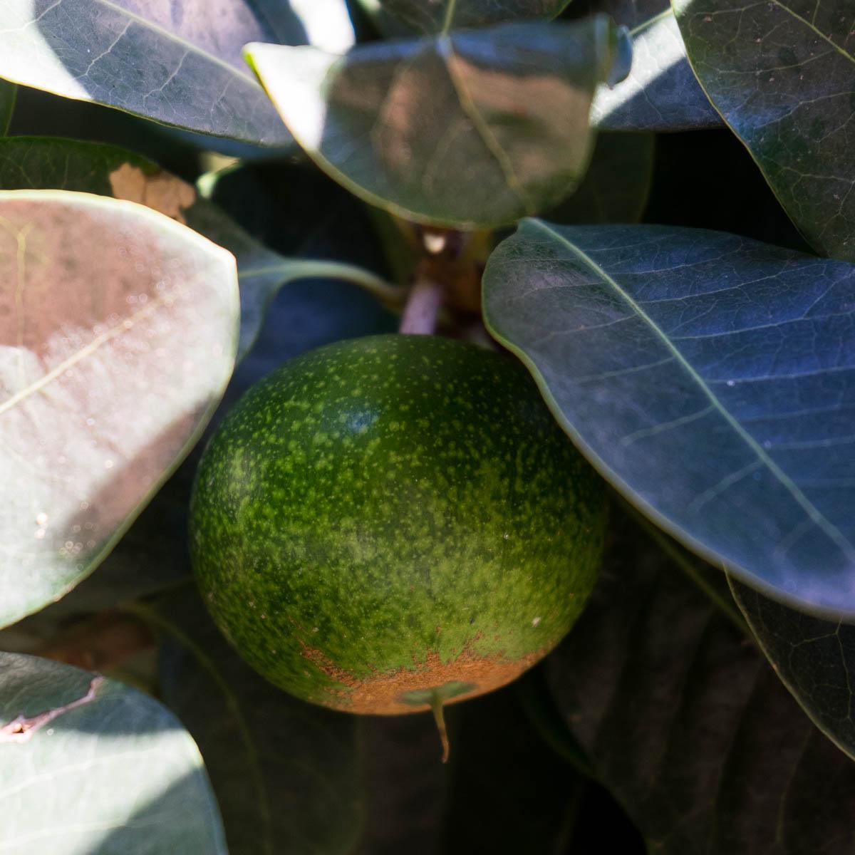 Sapote Lucuma