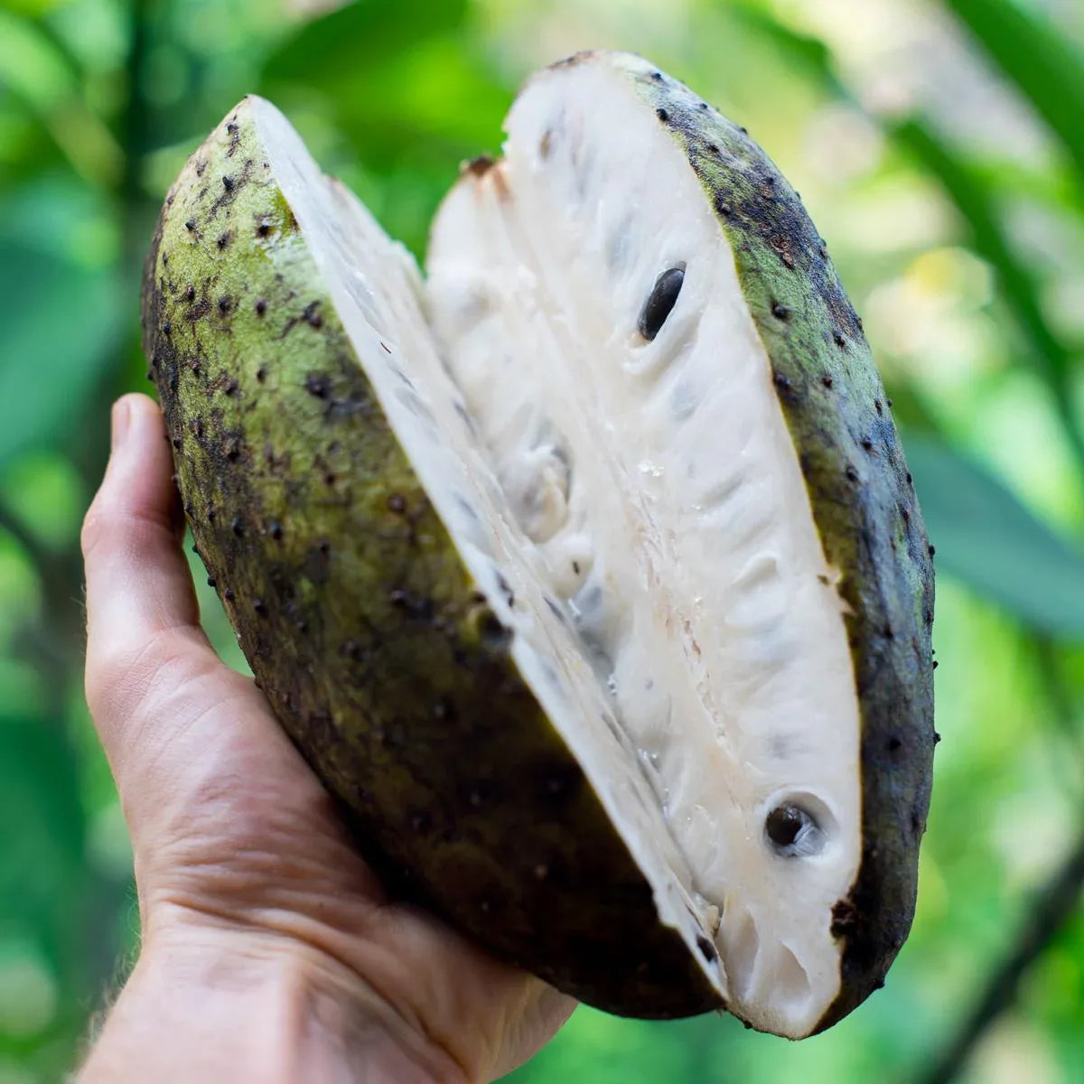 Stachelannone (Corossol)