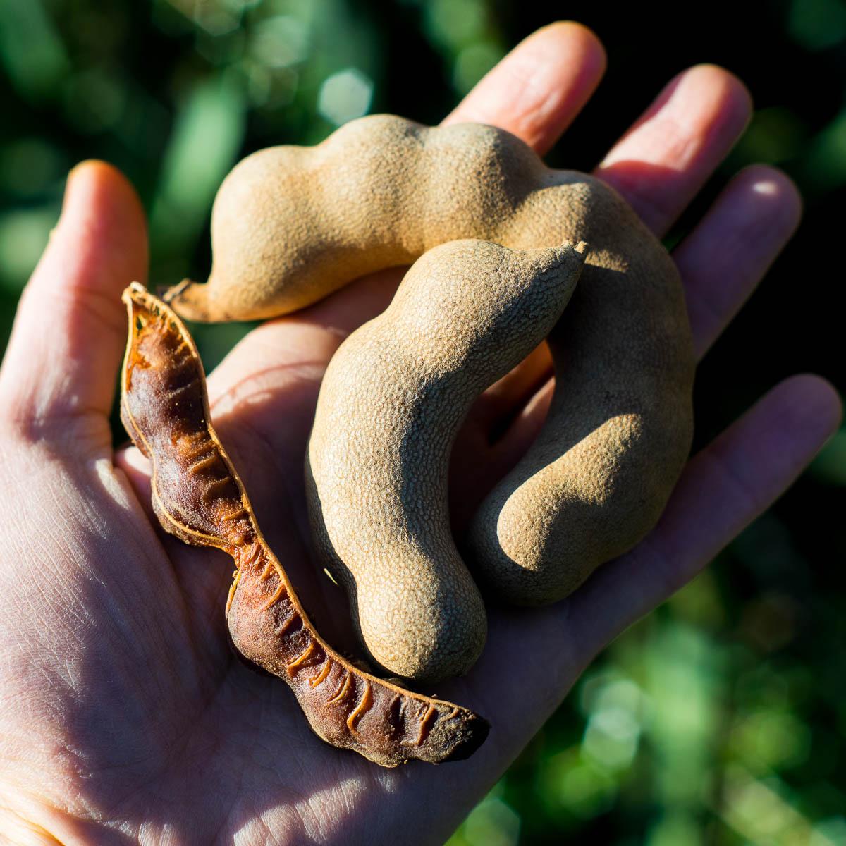 Tamarinde süß