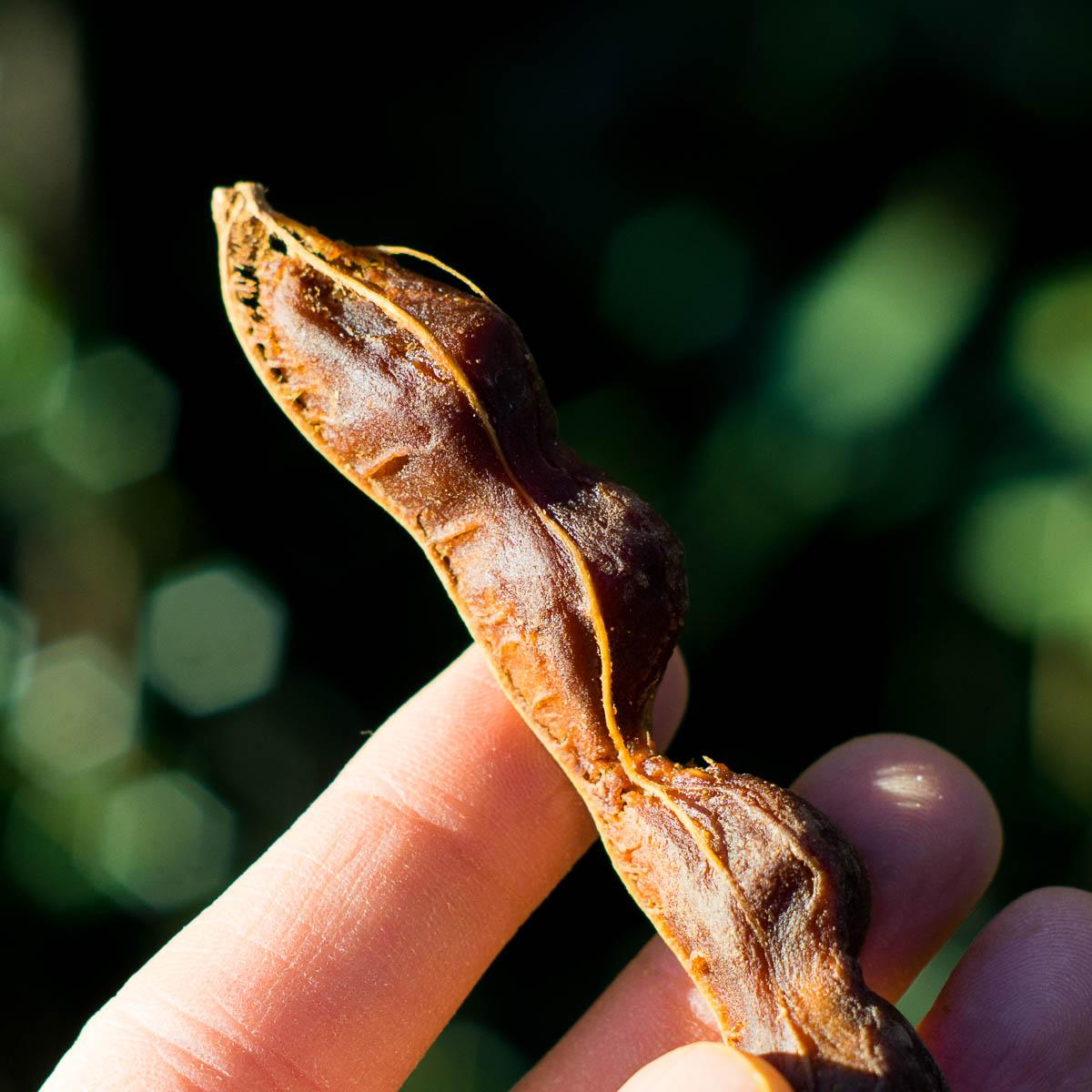 Tamarinde süß