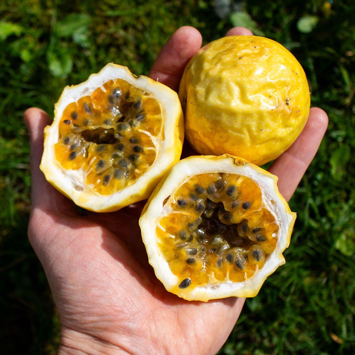 Trio Passionsfrucht
