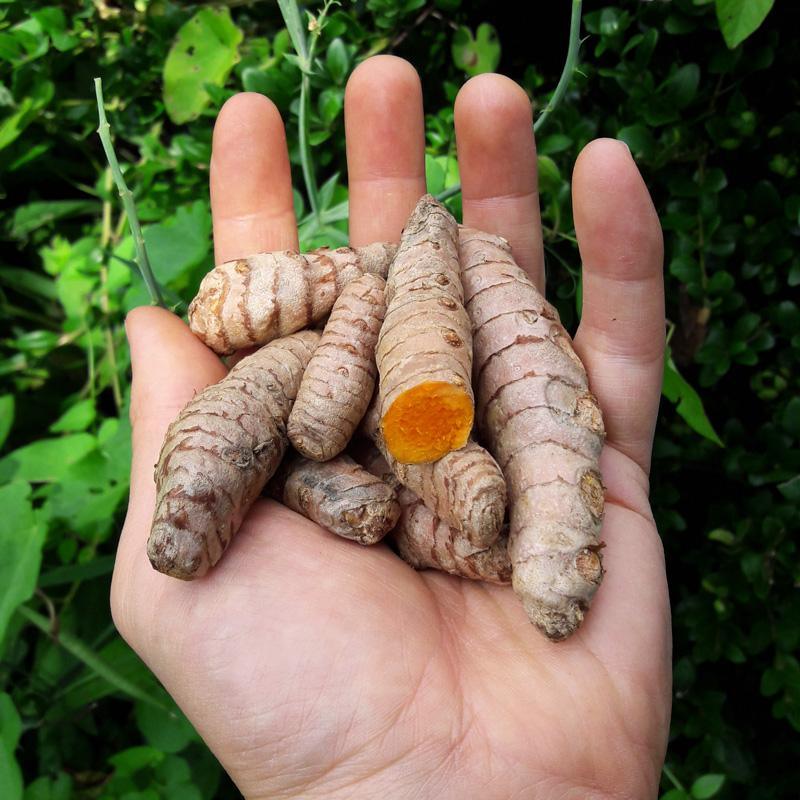 Curcuma