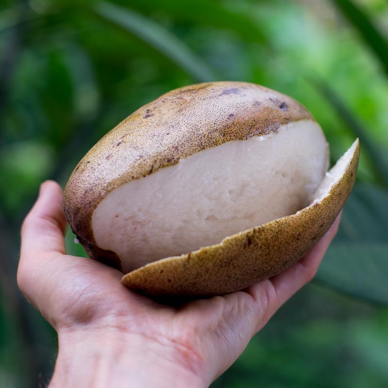 Wani weiße Mango