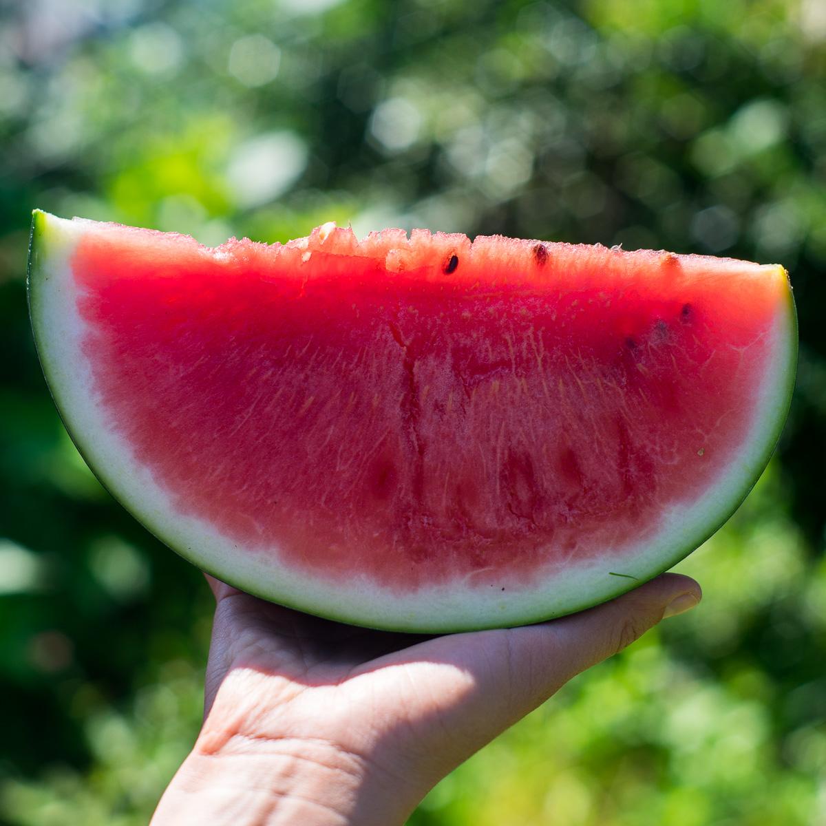 Wassermelone