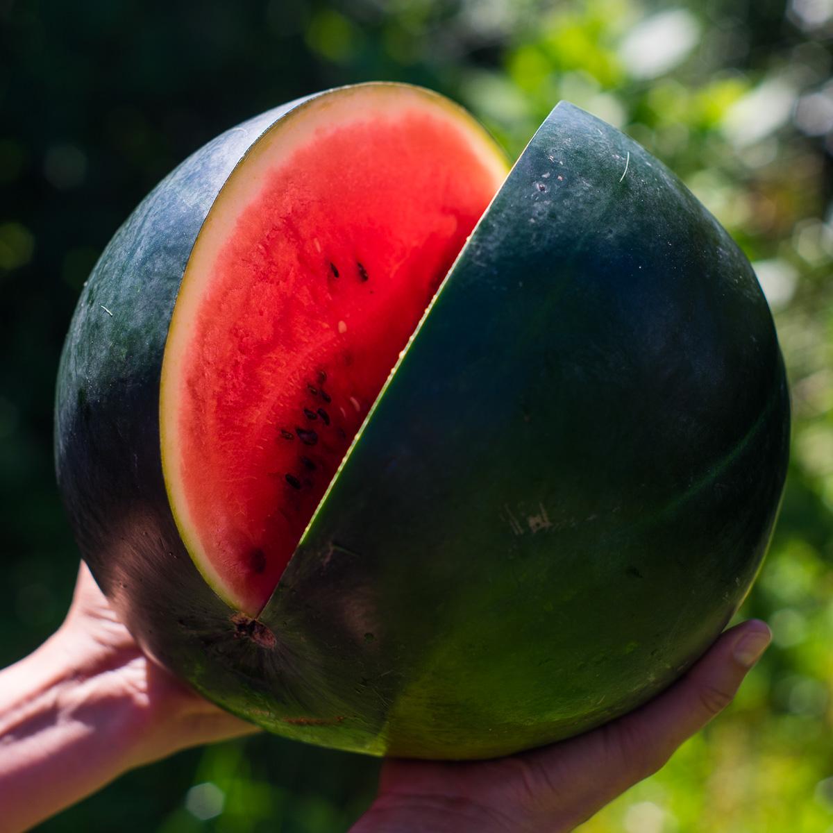 Wassermelone