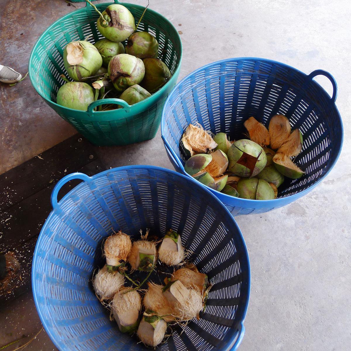 Junge Frische Trink Kokosnuss – Rettungsaktion