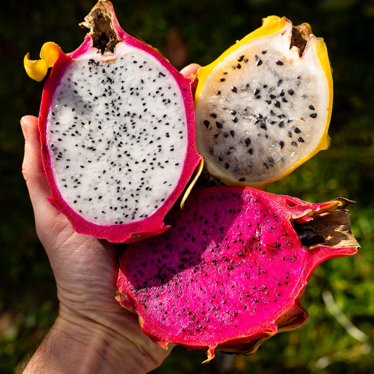 Drachenfrüchte & Pitaya