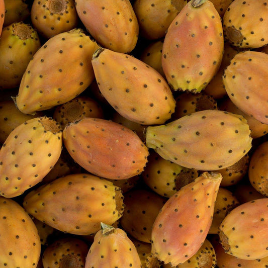 Barbary Fig (spikeless) Orange