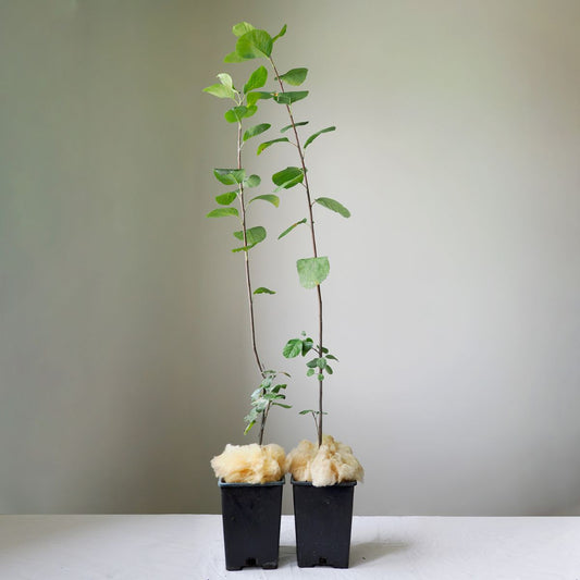 Duo of large-fruited Juneberries Honeywood & Thiessen