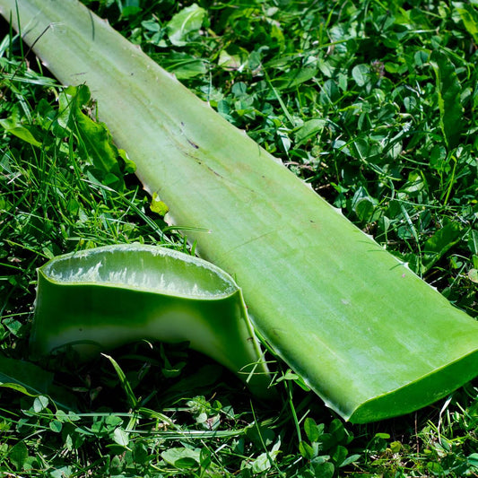 Aloe vera fresh leaf