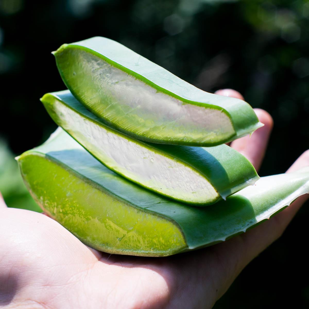 Aloe vera fresh leaf