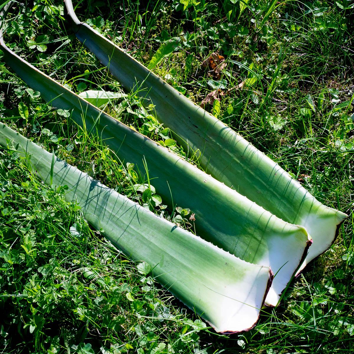 Aloe vera fresh leaf