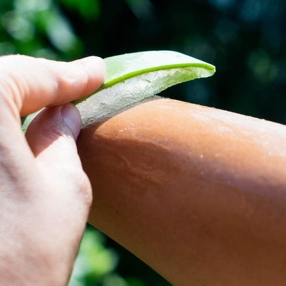 Aloe vera fresh leaf