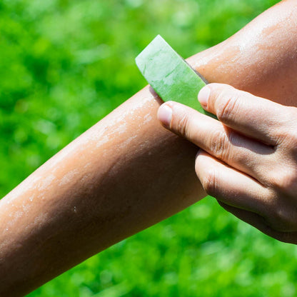 Aloe vera fresh leaf