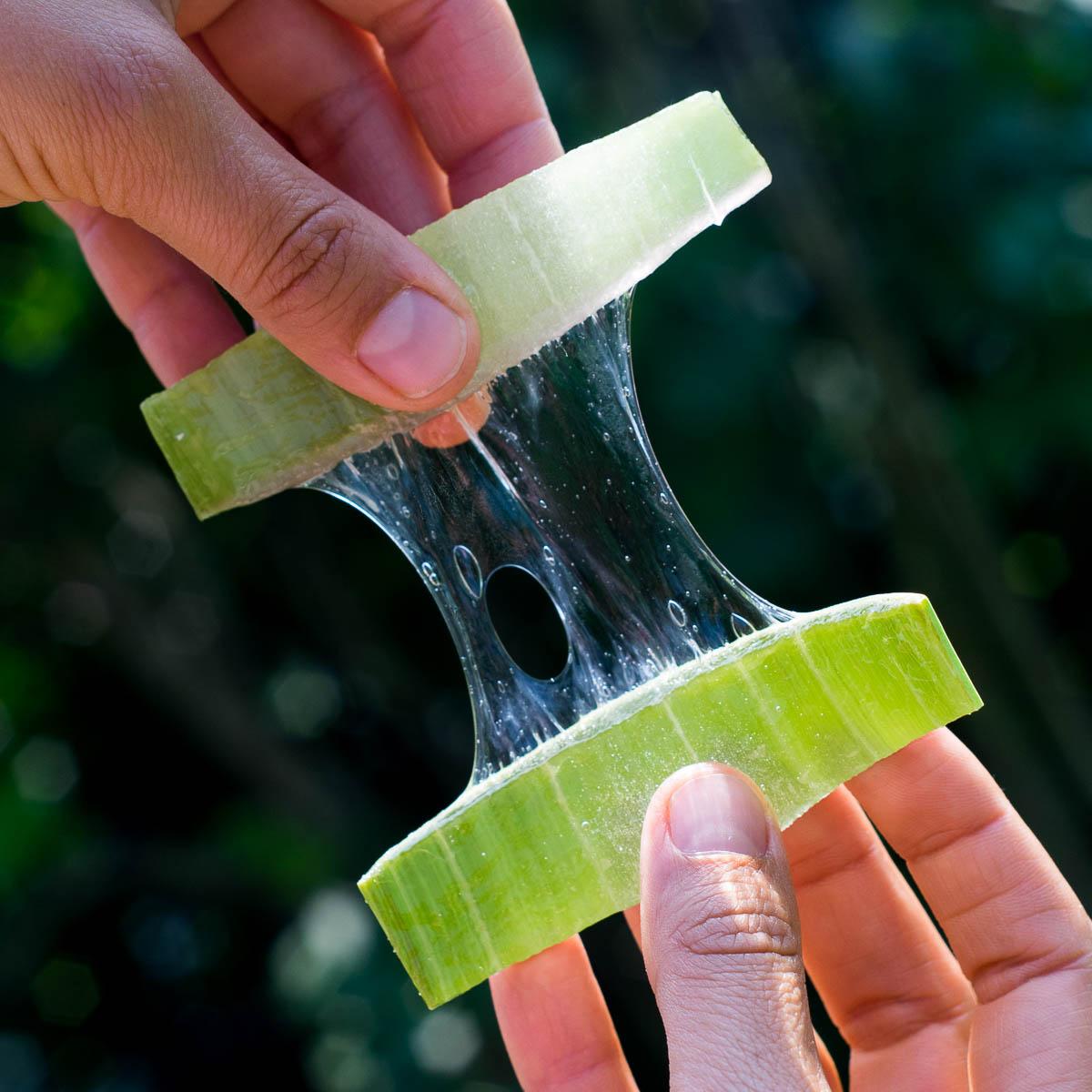 Aloe vera fresh leaf