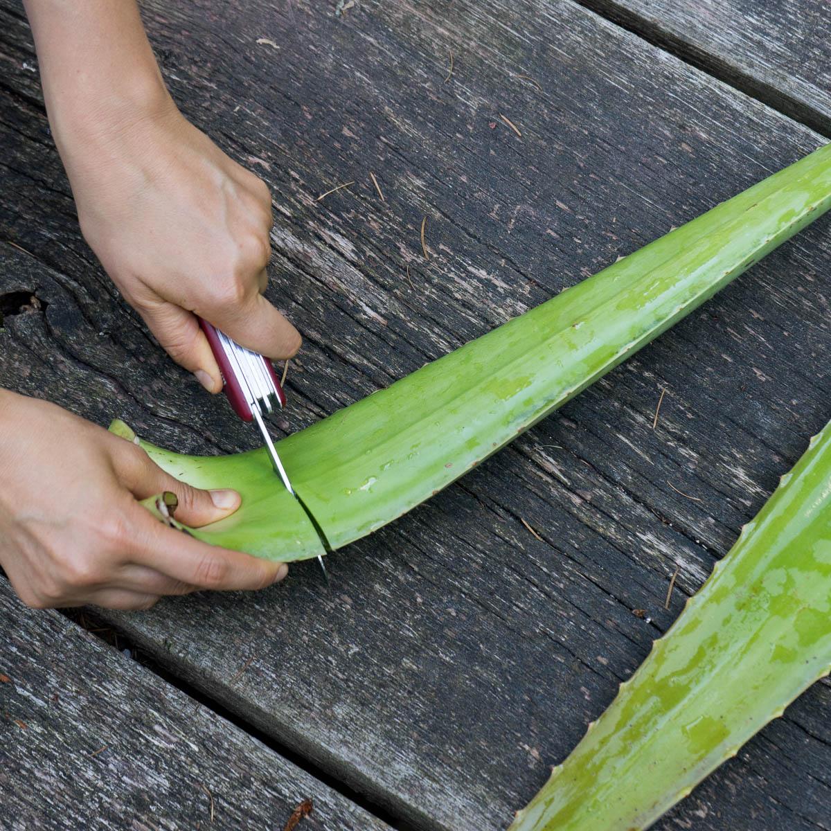 Aloe vera fresh leaf