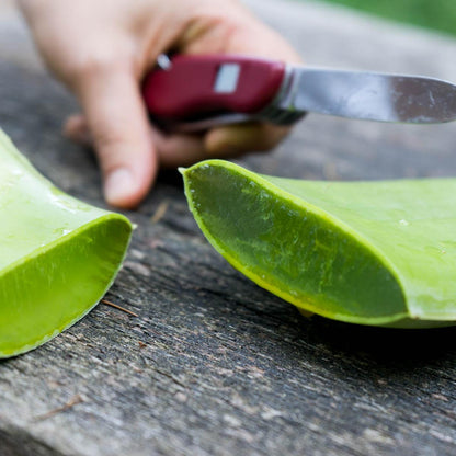 Aloe vera fresh leaf