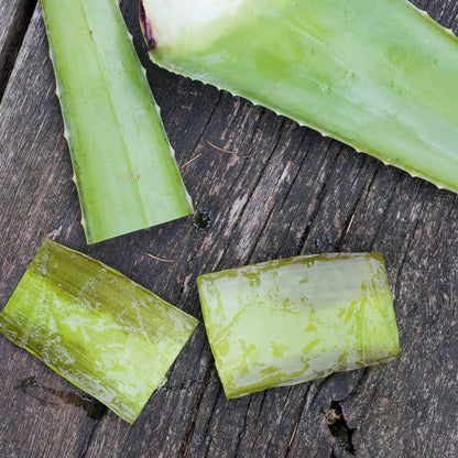 Aloe vera fresh leaf