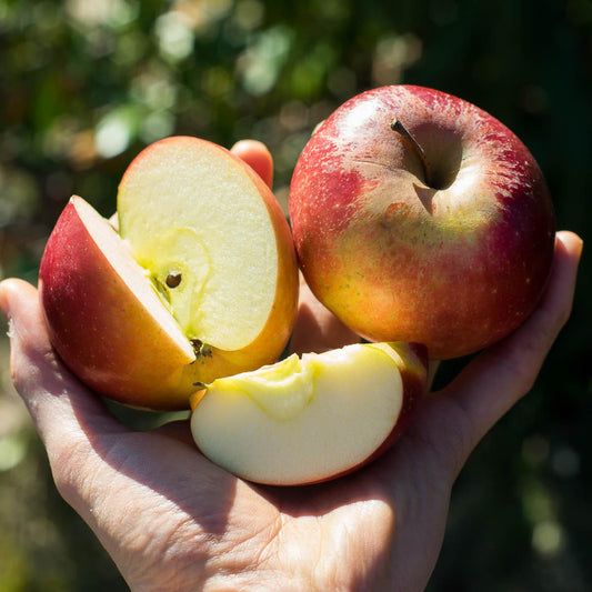 Apple Dalinette