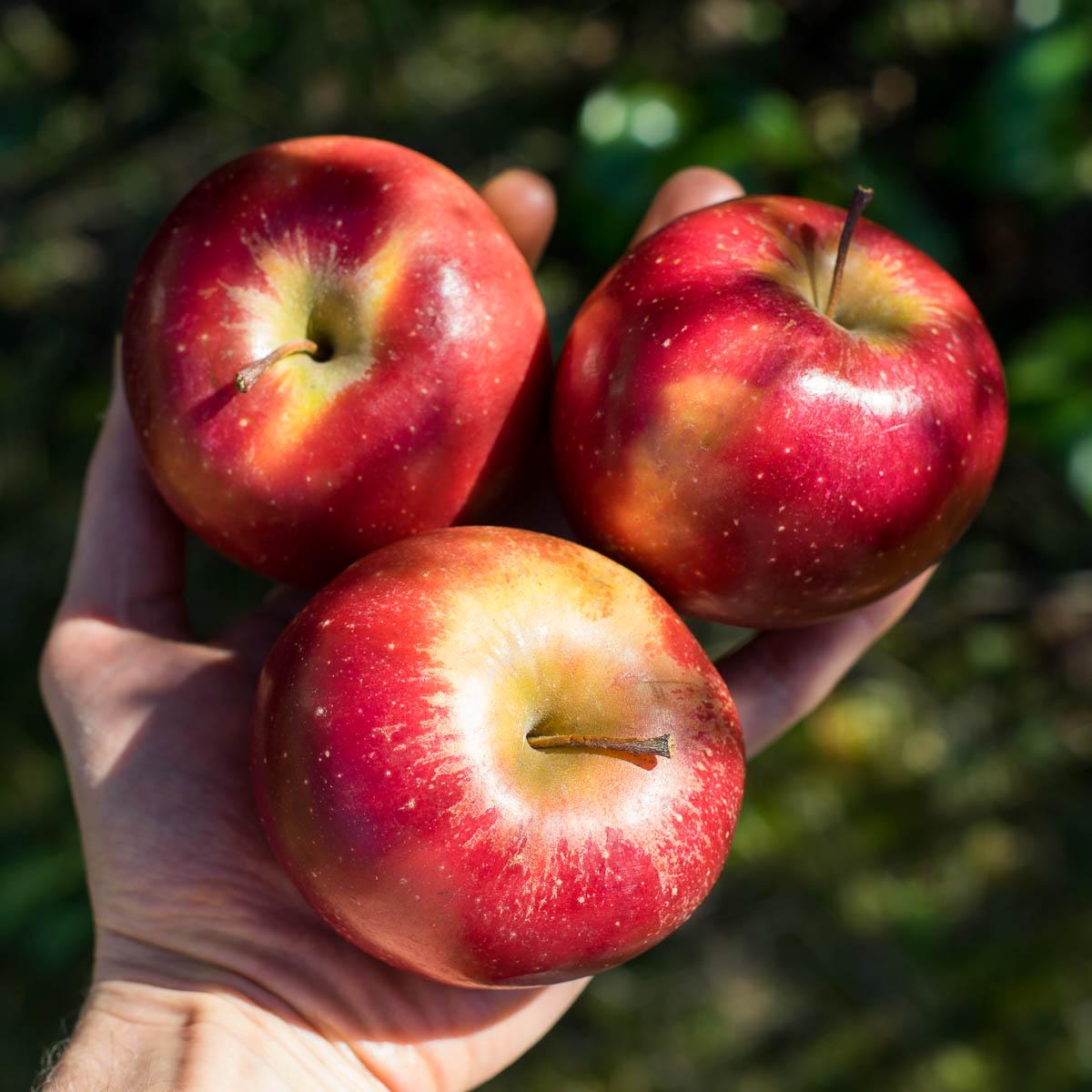 Pomme Dalinette
