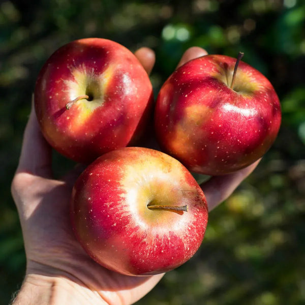 Pomme Dalinette