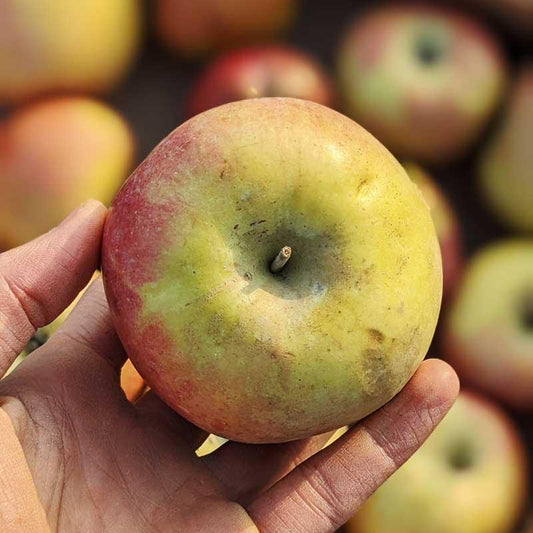 Apple Fuji