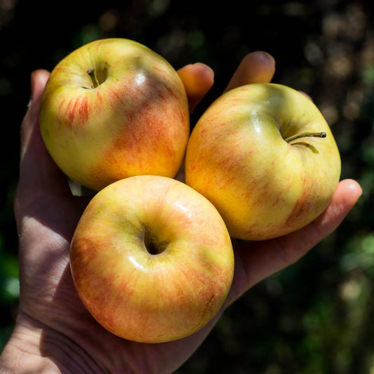 Apple Gala