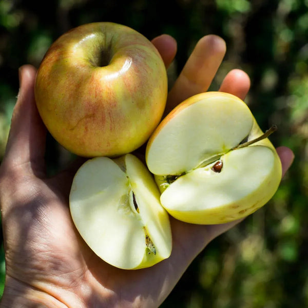 Pomme Gala