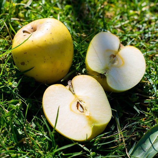 Apple Golden delicious
